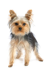 Young yorkshire terrier