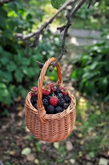 basket of berries