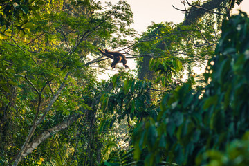 Manu National Park, Peru - August 08, 2017: Woolly monkeys in the Amazon rainforest of Manu National Park, Peru