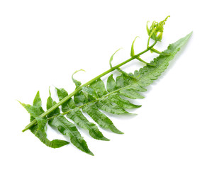 diplazium esculentum isolated on white background