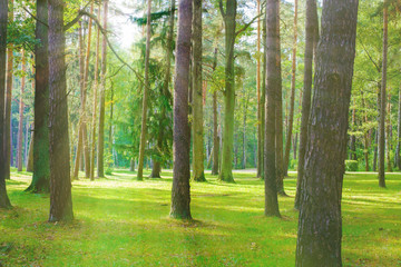 Fototapeta premium Sunny day