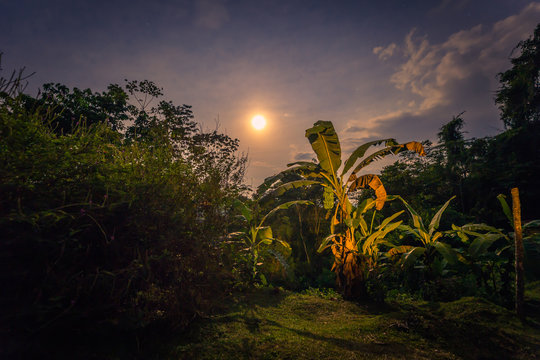 Manu National Park, Peru - August 09, 2017: Landscape of the Amazon rainforest of Manu National Park, Peru