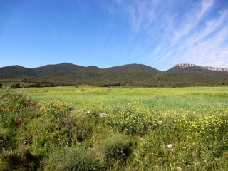 Fototapeta premium Foia de Castalla Alicante en primavera
