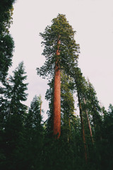 A giant sequoia 