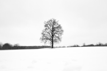 Oak tree in a snowy field 1