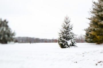 Snow Covered Pine Tre