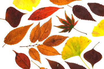 colorful leaves on a white background