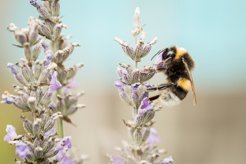 Hummel auf Lavendel