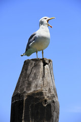 Obraz premium Seagull, Yellow-Legged Gull (Larus michahellis), sea bird, calling with it's mouth wide open while standing on a wooden pole.