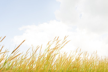 Fototapeta premium The grass flowers 