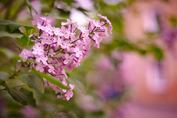 Spring branch of blossoming lilac