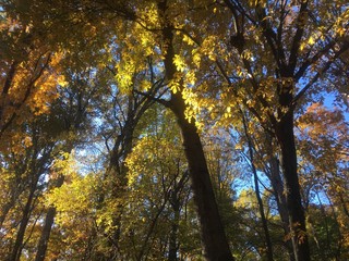beautiful sunlit forest fall foliage
