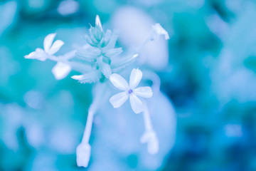 Fototapeta na wymiar small white flower spring nature background
