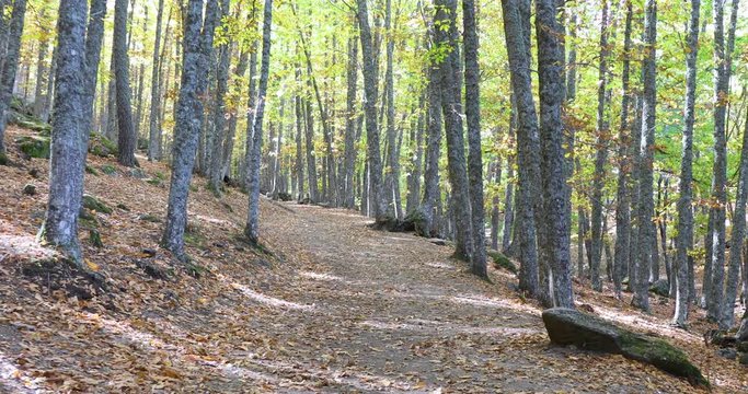 beautiful vibrant walking shot moving in path with autumn leaves golden brown and yellow color in footpath in the forest known as Castanar of Tiemblo, Iruelas, Avila, Castile, Spain
