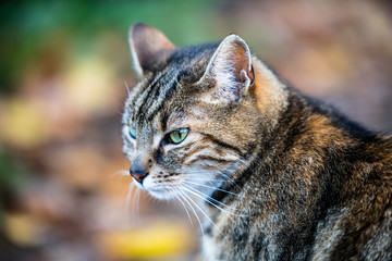 Cute and menacing looking cat in the wild