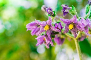Colorful purple and yellow flower in the forest on a sunny day