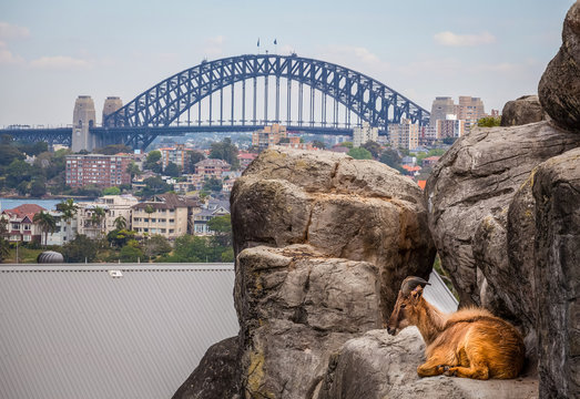 Mountain Goat Resting On Rocks With Sydney Harbour Bridge In The Background