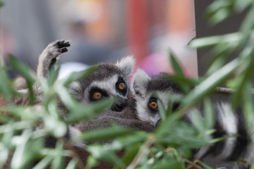 Ring tailed lemurs hiding in bush
