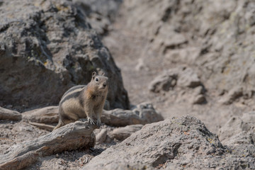 Ground Squirrel On Dusty Trail