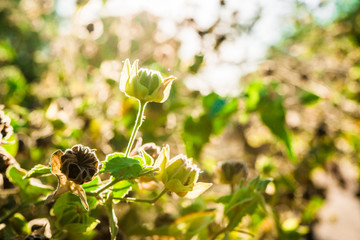Colorful macro photo of a sunlit plant with green leaves on a sunny summer day