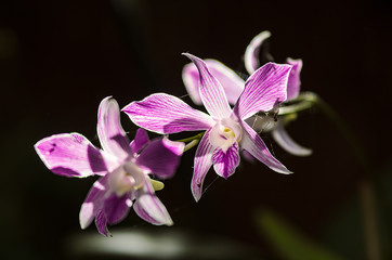 Fototapeta na wymiar Orchideen blühen im Garten