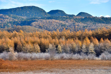 初冬の小田代原の情景