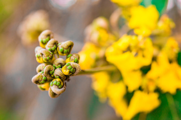 Colorful fruit of an unknown strange plant on a sunny day
