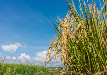 Naklejka premium Rice field in Thailand..