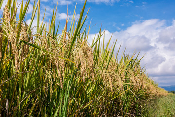 Rice field in Thailand..