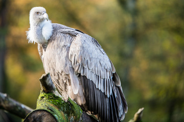 Vulture sitting on a stick with a blurred background
