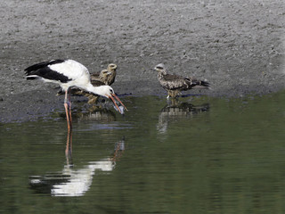 White Stork with Fish and Black Kites