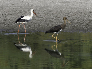 Fototapeta premium White Stork and Black Stork Foraging on a Fish Pond