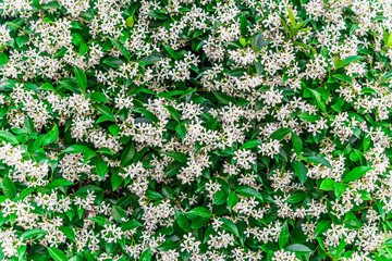 Abstract background of wall with colorful white flowers and green bright leaves