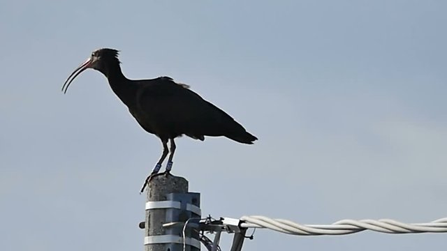 Northern Bald Ibis Hermit Ibis Geronticus eremita Ibis Waldrapp Slow Motion