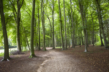 Spaziergang im Wald, Umweltbewusster Umgang mit der Natur