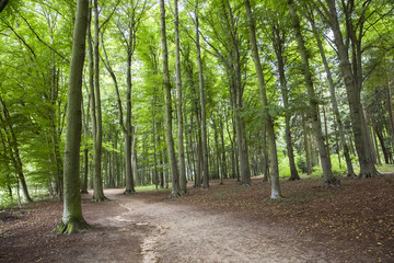 Spaziergang im Wald, Umweltbewusster Umgang mit der Natur