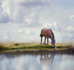 Brązowy koń w pobliżu wody - 180944133