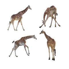 giraffes isolated on white