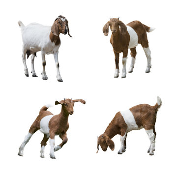 Boer Goats Isolated On White