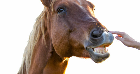 Horse Laughing