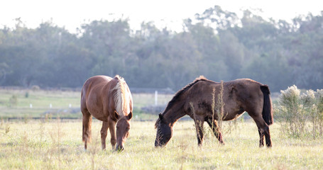Fototapeta premium Horses Grazing in Pasture