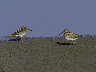 Common Snipes Foraging on the pond