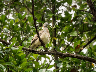 Zebra Dove Bird, Barred Ground Dove closeup on green background.