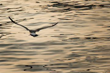 海上を飛ぶカモメ