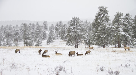 Herd of elk in a mountain meadow in winter