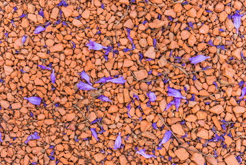 Abstract floral background of colorful stones and fallen jacaranda tree flowers