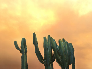 Echinopsis Pachanoi cactus on a orange cloudscape.