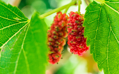 Colorful berry fruit of an unknown strange plant on a sunny day