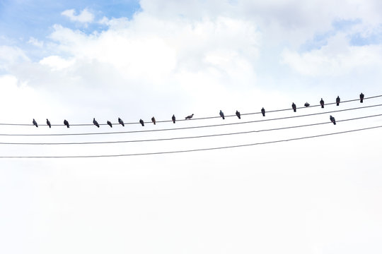 pigeon silhouette, bird on the cable rope, abstract background,