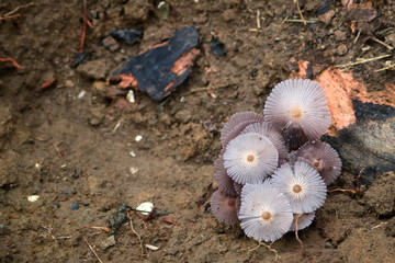 Mushrooms growing on the ground in the garden.
